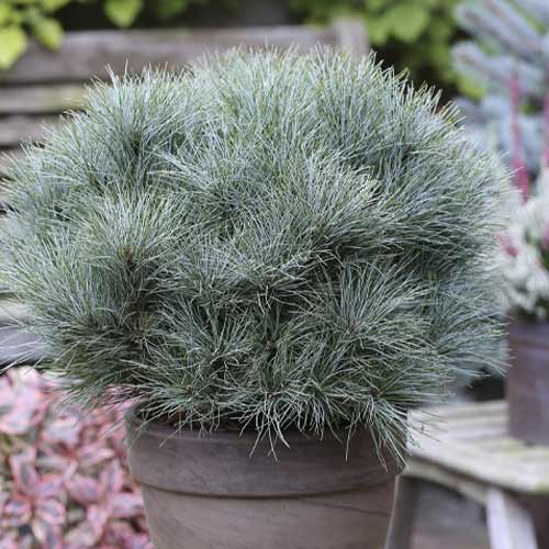 Borovice vejmutovka Sea Urchin, C4 obrázek 1 artikel 8259