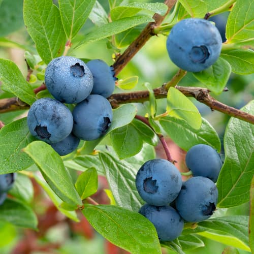 Borůvka Bluecrop, P9 obrázek 1 artikel 9270