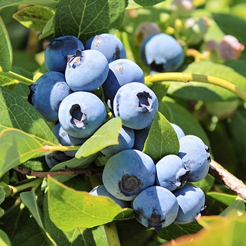 Borůvka Bluegold, P9 obrázek 1 artikel 9323