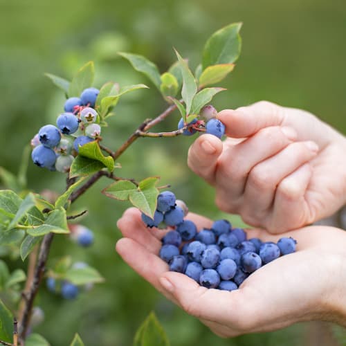 Borůvka Brigitta, P9 obrázek 1 artikel 9292