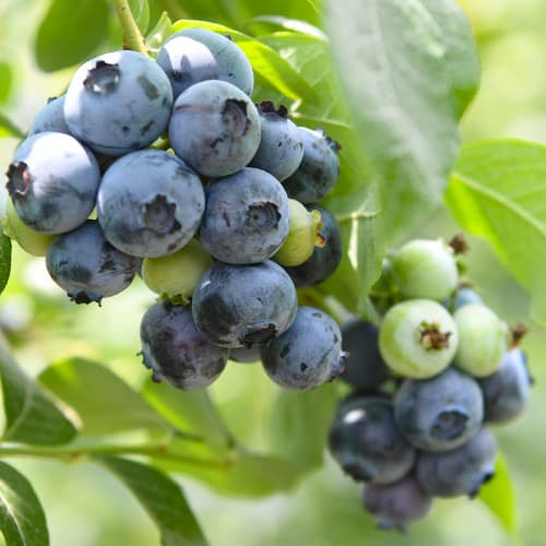 Borůvka Chandler, P9 obrázek 1 artikel 9299