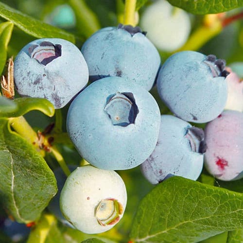 Borůvka Chanticleer obrázek 1 artikel 4689