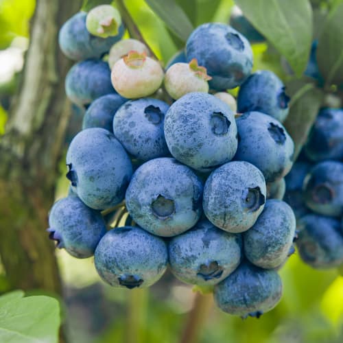 Borůvka Colibri, P9 obrázek 1 artikel 1579