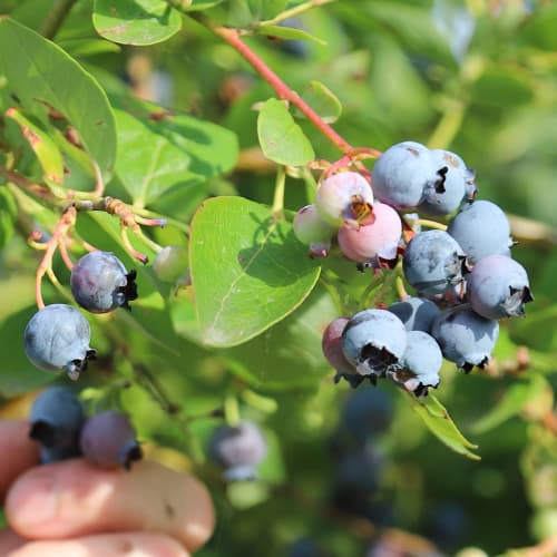 Borůvka Duke, P9 obrázek 1 artikel 9216