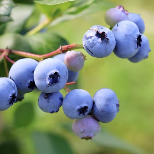 Borůvka Early Blue, P9 artikel fotografie 1 Borůvka Early Blue, P9 obrázek 1 artikel 9301