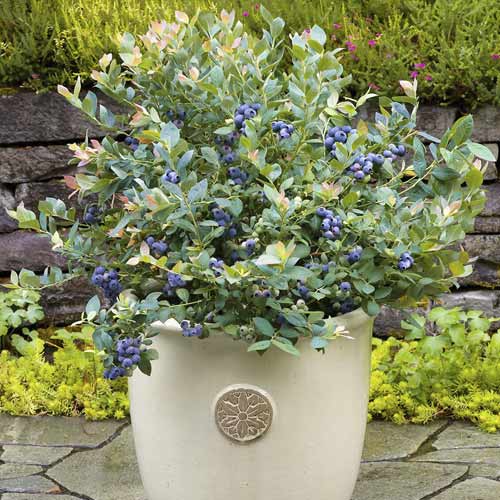 Borůvka Goldtraube, С6 obrázek 1 artikel 7715