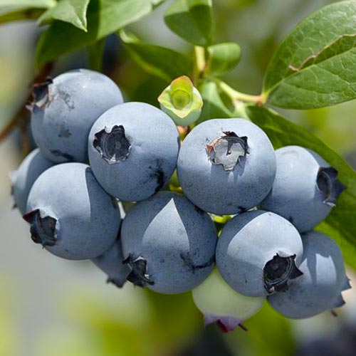 Borůvka Hannah's Choice obrázek 1 artikel 4690