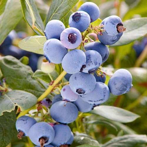 Borůvka Meader obrázek 1 artikel 4691