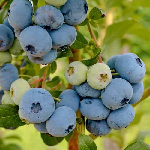 Borůvka New Hanover, P9 obrázek 1 artikel 1580