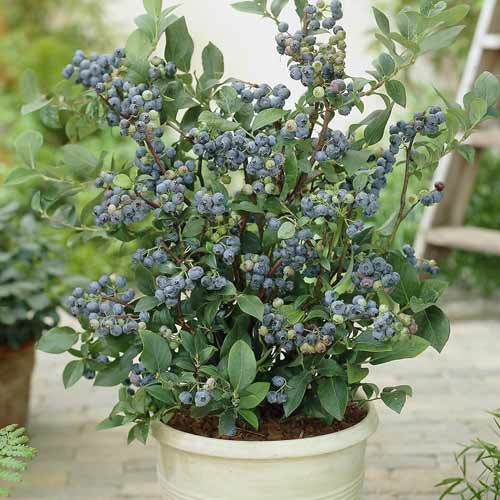 Borůvka Northland, С7 obrázek 1 artikel 7716