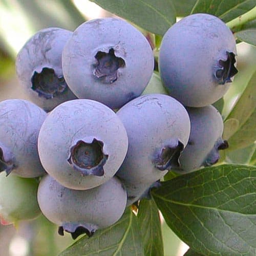 Borůvka Ozarkblue obrázek 1 artikel 4695