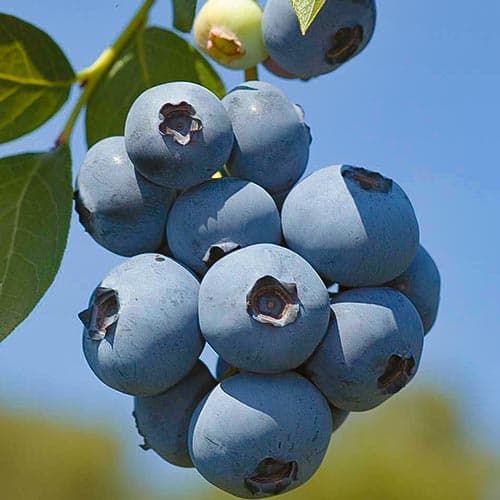 Borůvka Polaris obrázek 1 artikel 4692