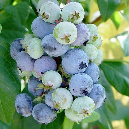 Borůvka Rubel obrázek 1 artikel 4693