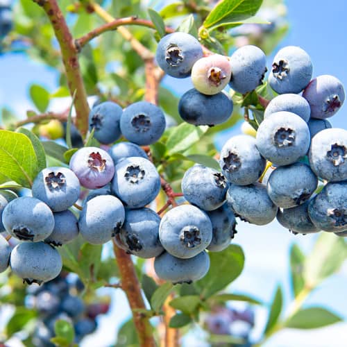 Borůvka Sweetheart, P9 obrázek 1 artikel 1581