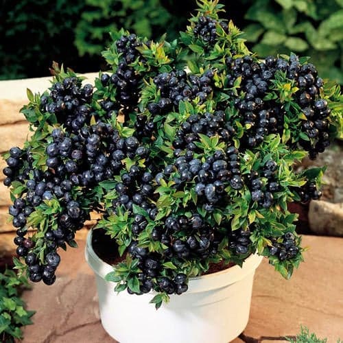 Borůvka Top Hat, P9 obrázek 1 artikel 9243