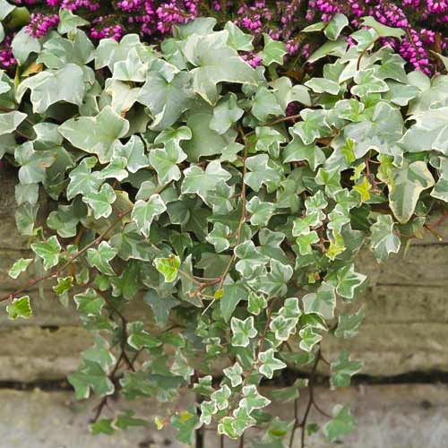 Břečťan Bialystok, С2 obrázek 1 artikel 8217