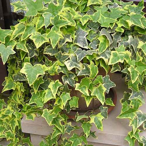 Břečťan Ester artikel fotografie 1 Břečťan Ester obrázek 1 artikel 4777