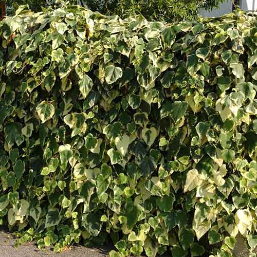 Břečťan Gloire de Marengo obrázek 1 artikel 4774