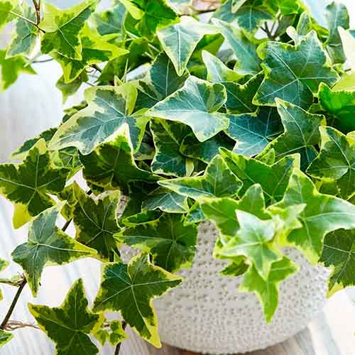 Břečťan Golden Child artikel fotografie 1 Břečťan Golden Child obrázek 1 artikel 4778