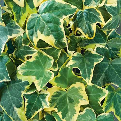 Břečťan Golden Mathilda artikel fotografie 1 Břečťan Golden Mathilda obrázek 1 artikel 4779