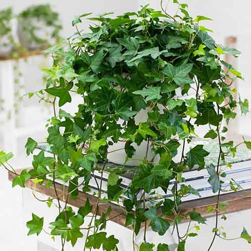 Břečťan helix artikel fotografie 1 Břečťan helix obrázek 1 artikel 4776