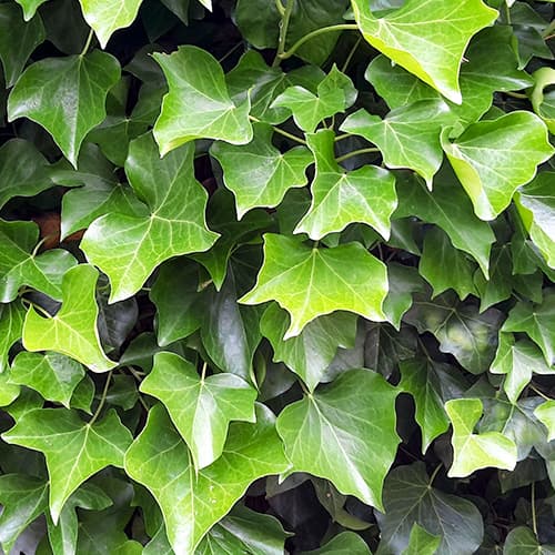 Břečťan hibernica, P9 obrázek 1 artikel 9081