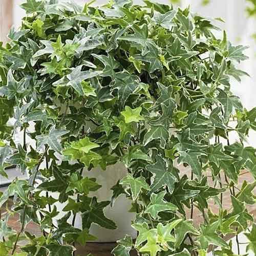 Břečťan Mona Lisa artikel fotografie 1 Břečťan Mona Lisa obrázek 1 artikel 4782