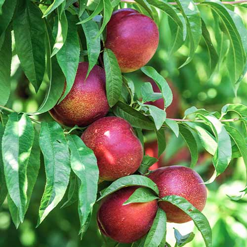 Broskvoň (columnar) King Part obrázek 1 artikel 2018