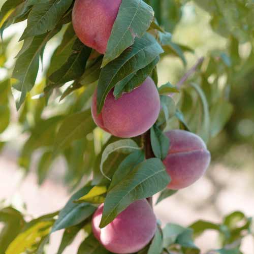 Broskvoň (columnar) Lolita obrázek 1 artikel 2019