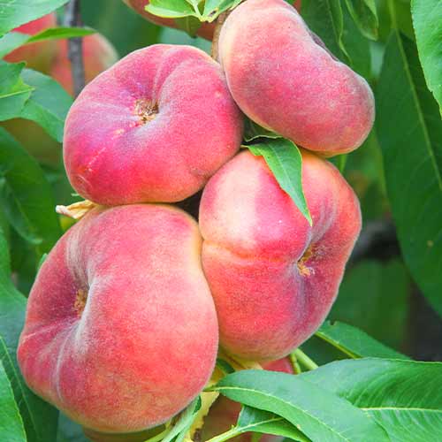 Broskvoň (columnar) Saturn artikel fotografie 1 Broskvoň (columnar) Saturn obrázek 1 artikel 2020