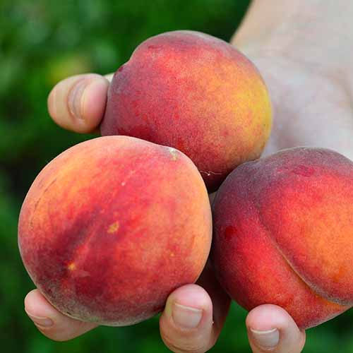 Broskvoň Fair Time obrázek 1 artikel 4867