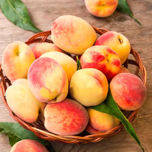 Broskvoň Lolita, C2 obrázek 1 artikel 9677