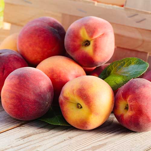 Broskvoň Romeo obrázek 1 artikel 5671