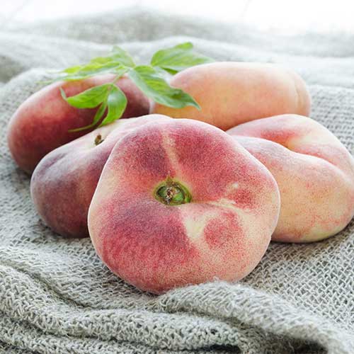 Broskvoň Saturn obrázek 1 artikel 5672