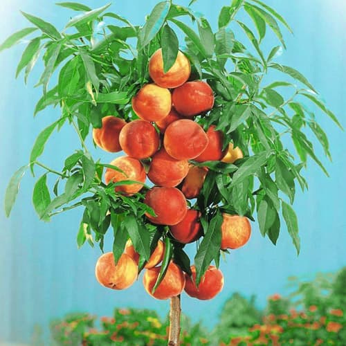 Broskvoň sloupovitá Aida, С2 obrázek 1 artikel 1944