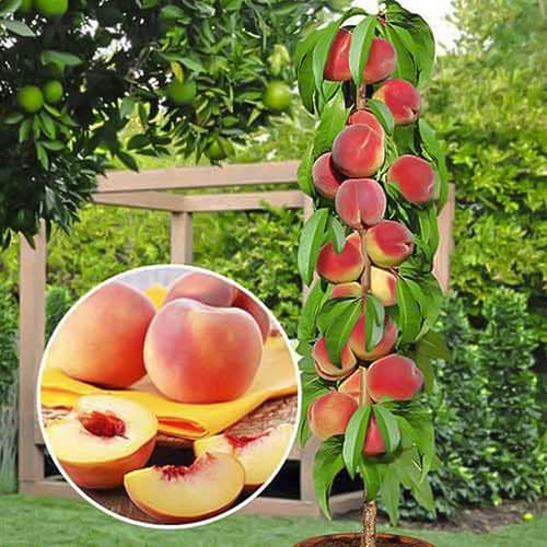 Broskvoň sloupovitá Honey, С2 obrázek 1 artikel 1913