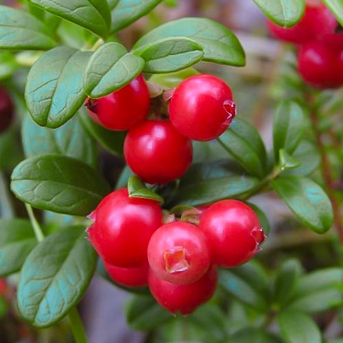 Brusnice Runo Bielawskie artikel fotografie 1 Brusnice Runo Bielawskie obrázek 1 artikel 4688