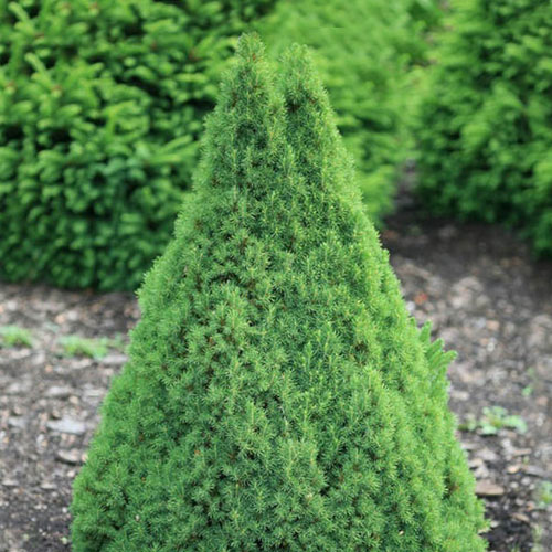 Smrk Conica artikel fotografie 1 Smrk Conica obrázek 1 artikel 9400