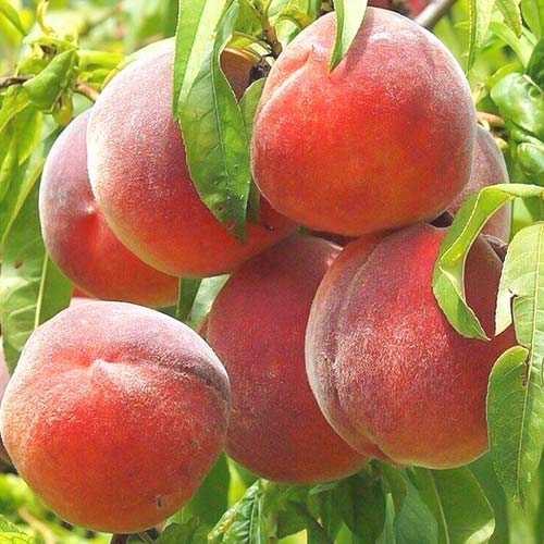 Broskvoň Royal Summer, С2 obrázek 1 artikel 6940