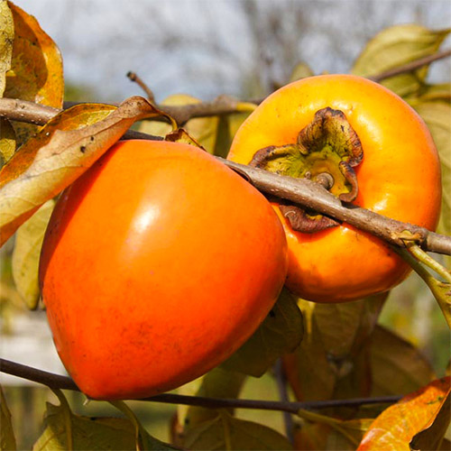 Tomel japonský Jiro, С2 obrázek 1 artikel 7039