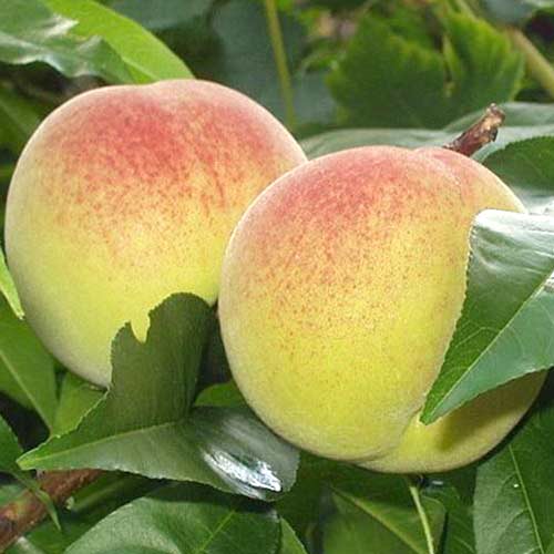 Broskvoň Green Khaterina artikel fotografie 1 Broskvoň Green Khaterina obrázek 1 artikel 4294