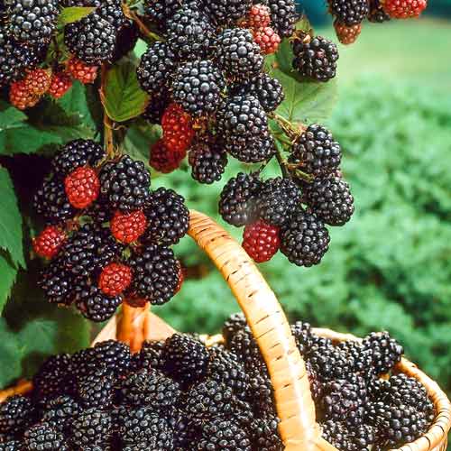 Malina černá Bristol obrázek 1 artikel 7551