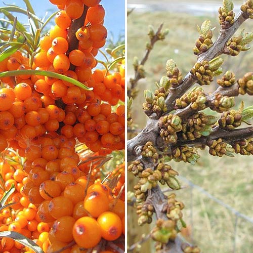 Rakytník řešetlákový na džem: samec (1) + samice (1) obrázek 1 artikel 9252