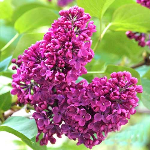 Šeřík Charles Joly artikel fotografie 1 Šeřík Charles Joly obrázek 1 artikel 9096