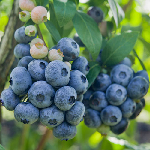 Borůvka Darrow obrázek 1 artikel 9293