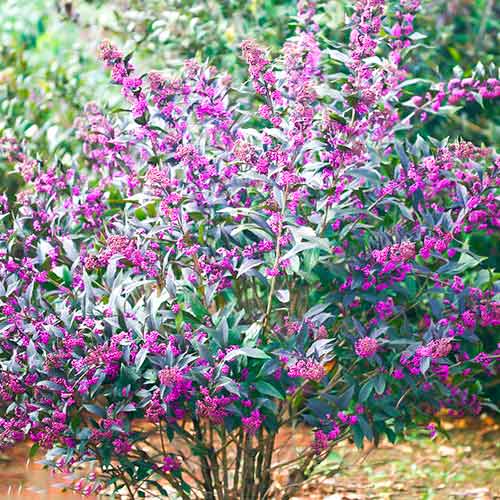 Callicarpa Pearl Glam artikel fotografie 1 Callicarpa Pearl Glam obrázek 1 artikel 5589