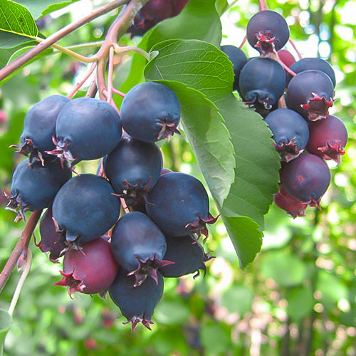 Muchovník Northline obrázek 1 artikel 9331