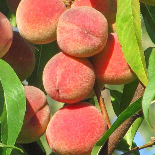 Broskvoň Peace obrázek 1 artikel 6941