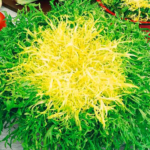 Čekanka listová Avantgarde artikel fotografie 1 Čekanka listová Avantgarde obrázek 1 artikel 96611