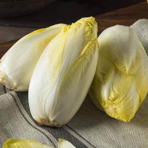 Čekanka listová Mechelse Middelvroeg obrázek 1 artikel 96502